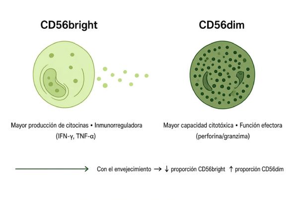 imagen ilustrando las diferencias entre las células CD56bright y CD56dim